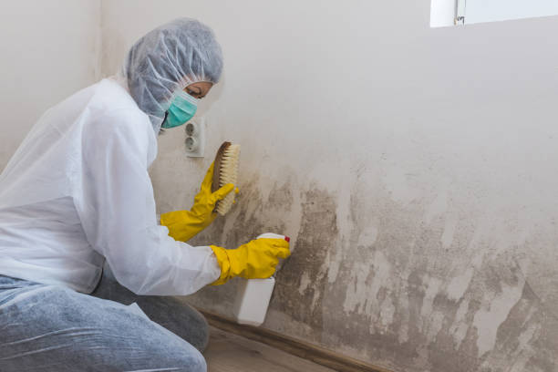Best Mold Testing and Inspection Services in Marriott Slaterville, UT