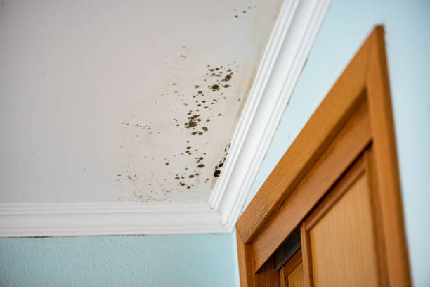 Best Emergency Mold Remediation in Marriott Slaterville, UT