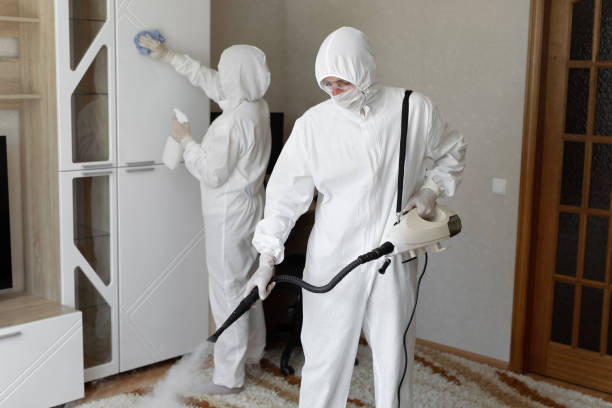 DIY Mold Remediation Support Services