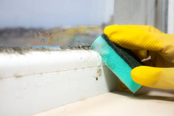 Best Residential Mold Remediation in Marriott Slaterville, UT