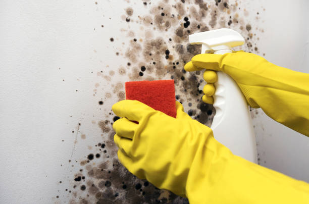 Best Mold Remediation for Specific Building Types in Marriott Slaterville, UT