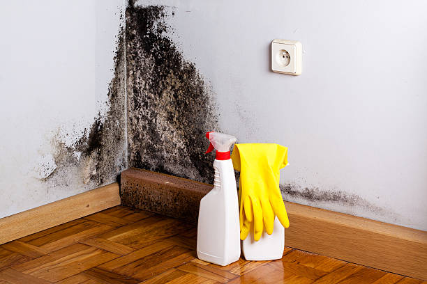 Best Mold Remediation for Schools in Marriott Slaterville, UT